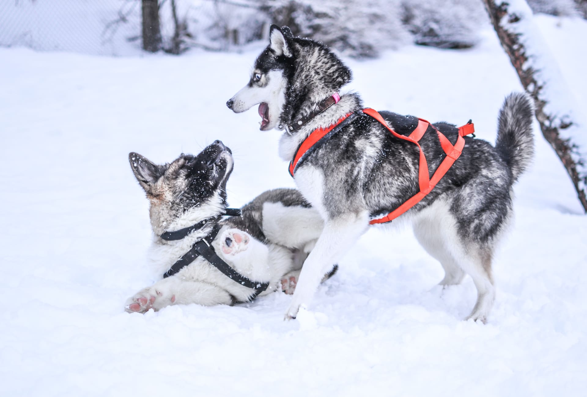 Akita sled dog best sale